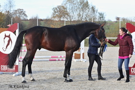 2983 Number One (Diamant de Semilly x Heartbreaker)